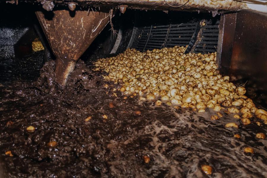 In de fabriek worden de aardappelen in verschillende stappen gewassen en worden onder andere plantresten en stenen verwijderd