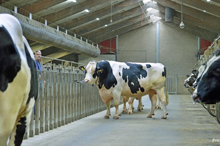 Zoon Delta Glory (op de voorgrond) loopt zijn vader Delta Perfect tegemoet