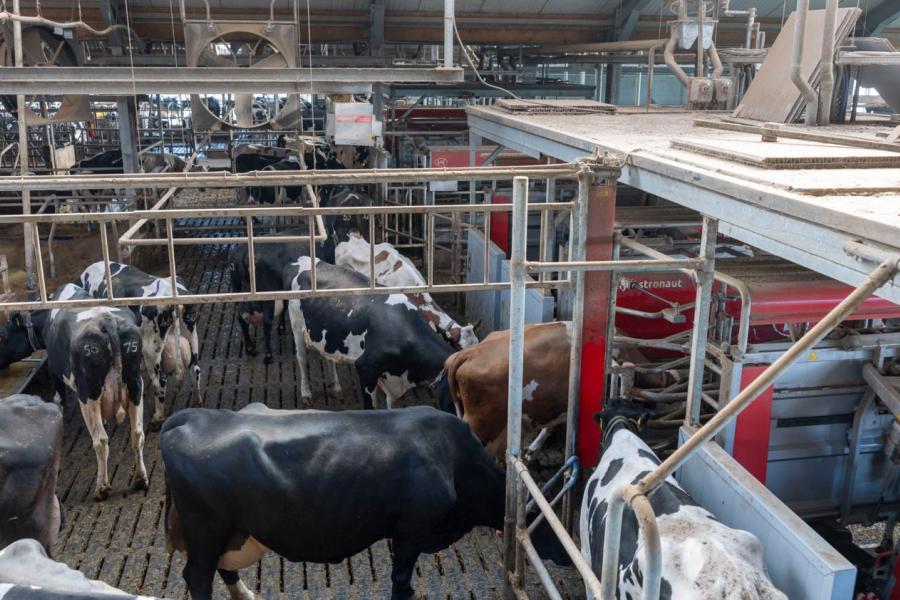 De zeven robot zijn bewust allemaal bij elkaar aan het eind van de stal geplaatst. 