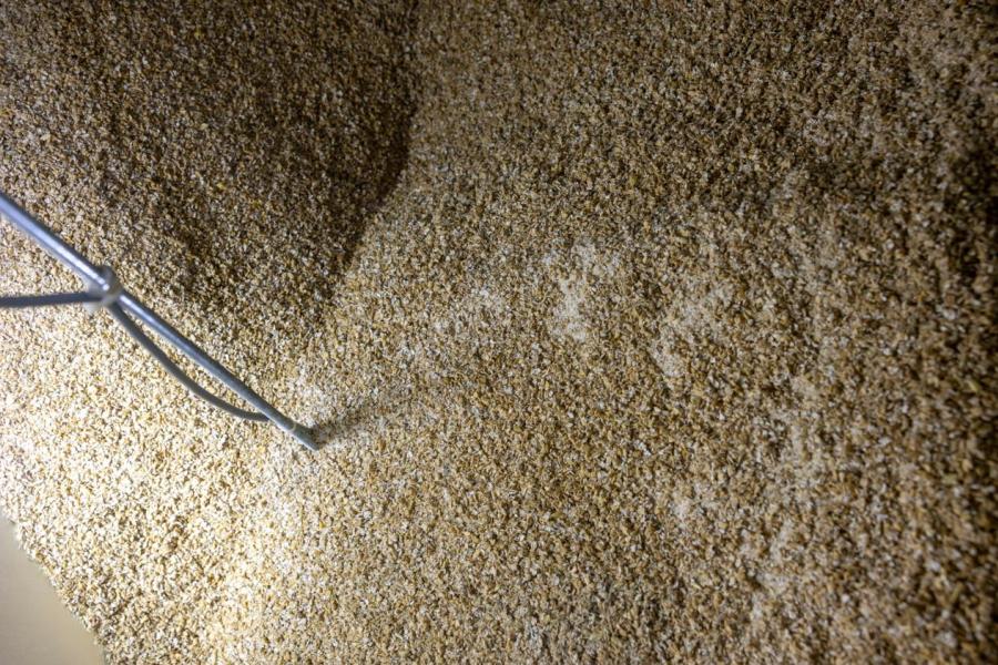 De koeien krijgen onder meer 0,4 kg geplette tarwe per koe. 