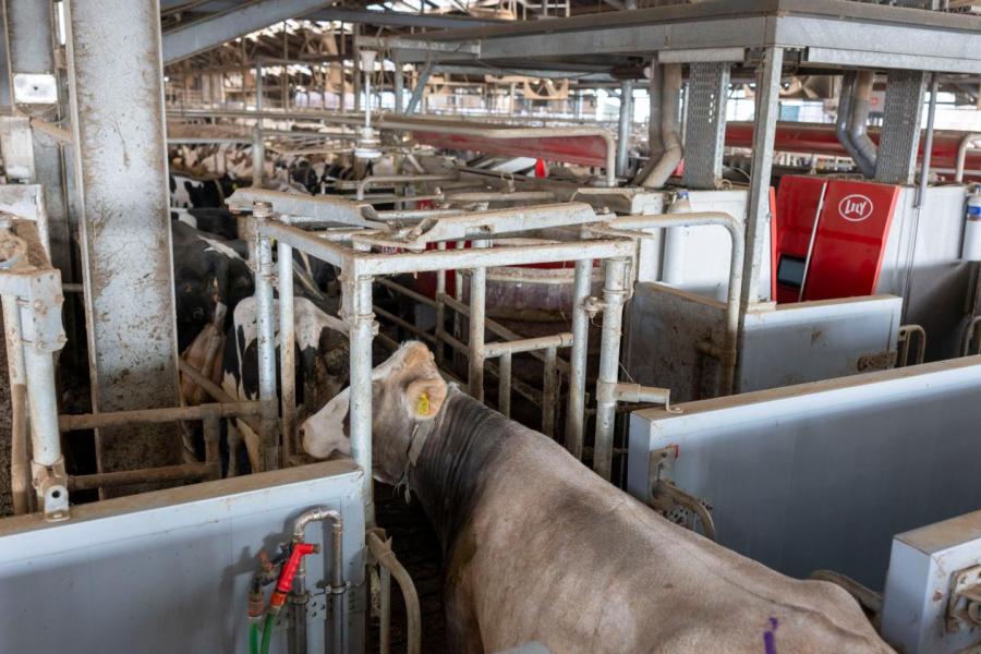 De koeien lopen in drie groepen, maar via selectiepoorten kunnen attentiekoeien naar een gezamenlijke ruimte worden geleid.