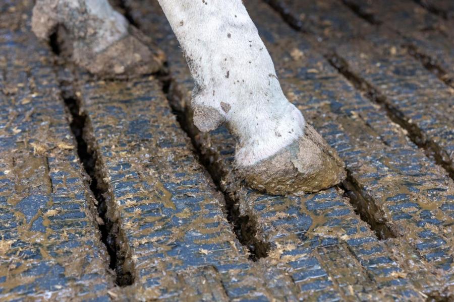 De koeien lopen op een roostervloer met rubber.