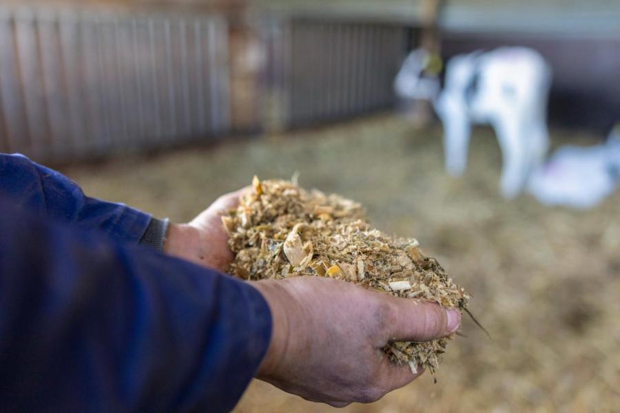 Het rantsoen van de kalveren tot acht maanden bevat geen gras of hooi. Het draagt bij om besmetting met para-tbc te voorkomen. 