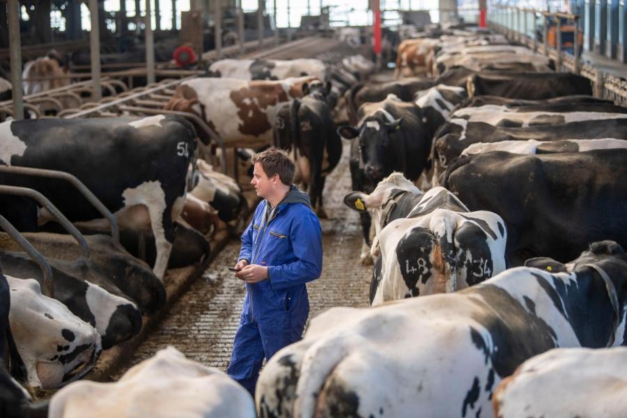 Arne van Schot werkt graag met cijfers. Het houdt hem scherp en zorgt voor sterke bedrijfsresultaten. Afgelopen jaar leverden zijn koeien 11.769 kg melk per koe op een rantsoen met 151 gram ruw eiwit bij een tankmelkureum van 18. Het N-bodemoverschot lag op 103 kg per hectare en de melk leverde een uitstoot van 733 CO2 equivalenten per kg melk.