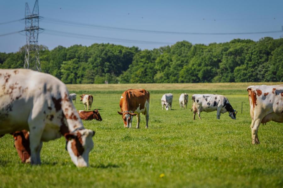 Op het bedrijf worden circa 250 melkkoeien en 120 stuks jongvee gehouden. De melkkoeien krijgen sinds dit jaar weer volop weidegang