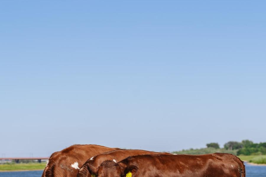 Van Emst beheert natuurgebieden van stichting Geldersch Landschap & Kastelen. Hiervoor wordt onder andere een kudden van 25 brandrode zoogkoeien met jongvee en kalveren ingeze