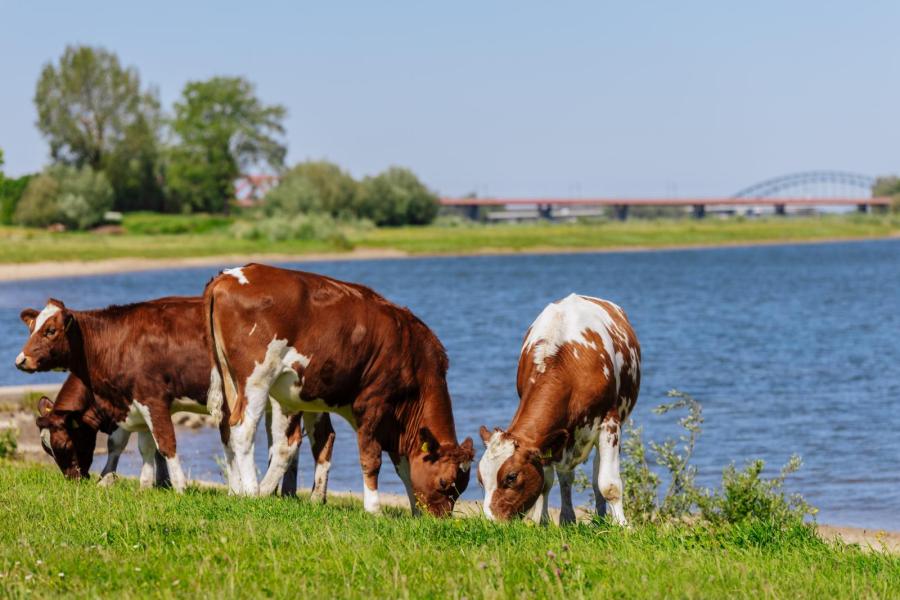 Vanaf een leeftijd van circa vijf maanden worden de vleeskalveren uitgeschaard in natuurgebieden. Stiertjes worden ge-ost omwille van de vleeskwaliteit en veiligheid van recreanten