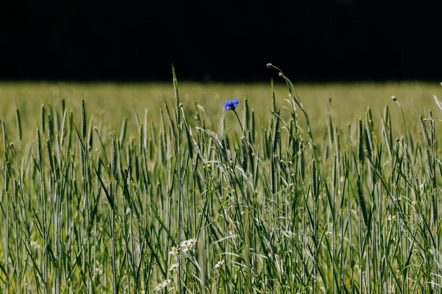Op zo’n 15 hectare natuurakkers teelt Van Emst granen in samenwerking met stichting GraanGeluk, bij voorkeur als grondstof  voor brood en bier. 