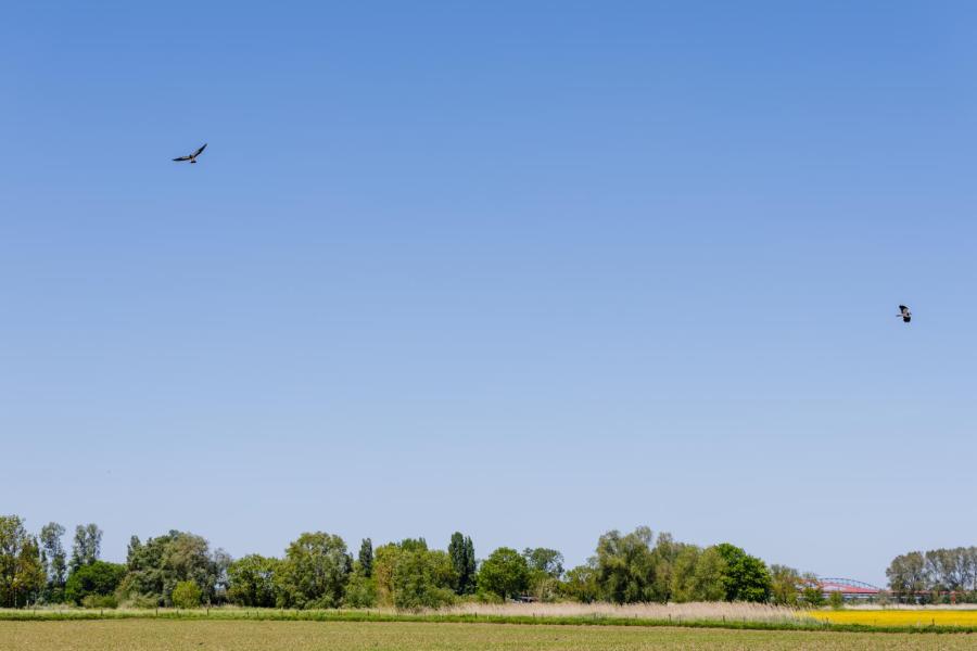Op een deel van de landbouwpercelen liggen pakketten voor agrarisch natuurbeheer, met name gericht op weidevogels