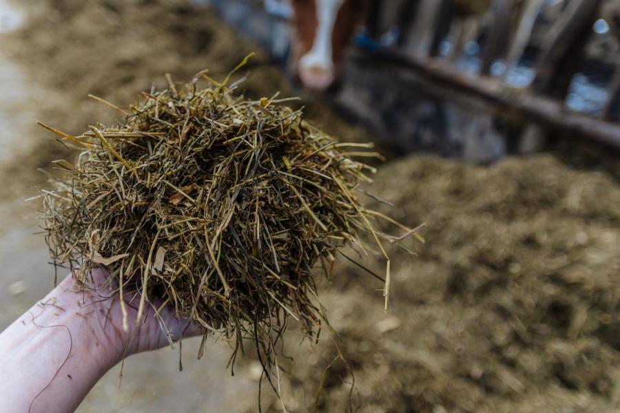 In het rantsoen voor de melkkoeien wordt ook gras van de tweede en derde snede van natuurland benut