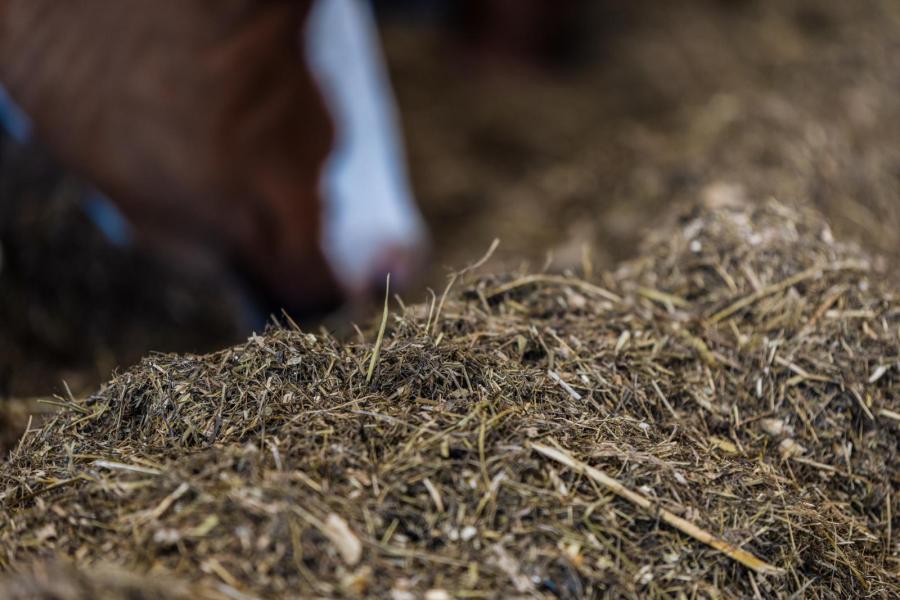 De koeien krijgen een hoogwaardig rantsoen en realiseren een rollend jaargemiddelde van circa  9500 kg melk met 4,77% vet en 3,87% eiwit