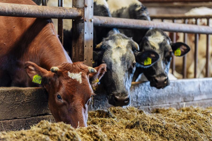 De vleesveetak met 200 vleesstieren wordt geleidelijk afgebouwd