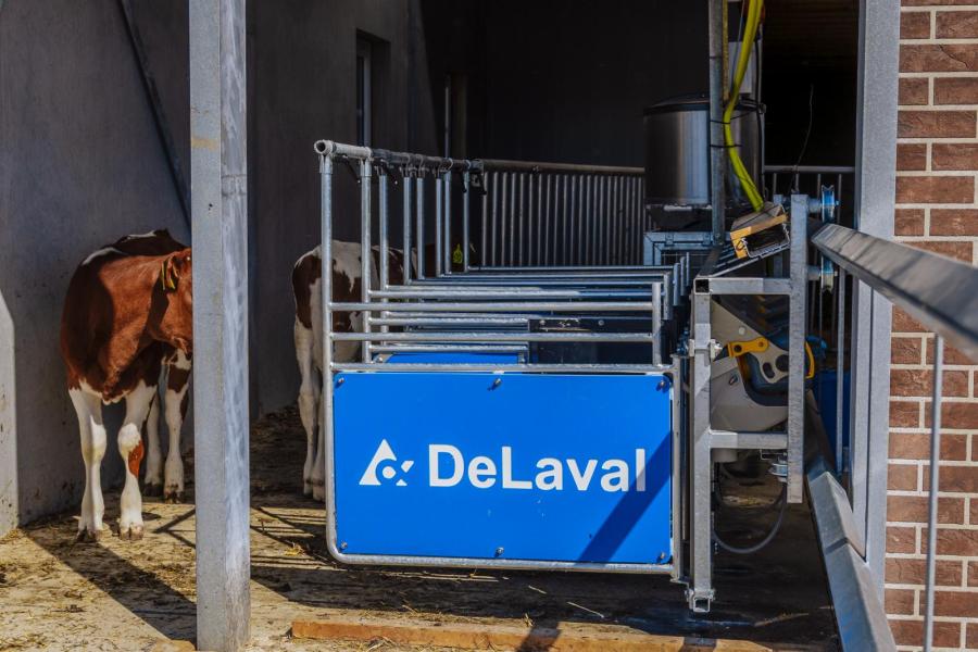 De kalveren kunnen onbeperkt kunstmelk opnemen via een drinkautomaat