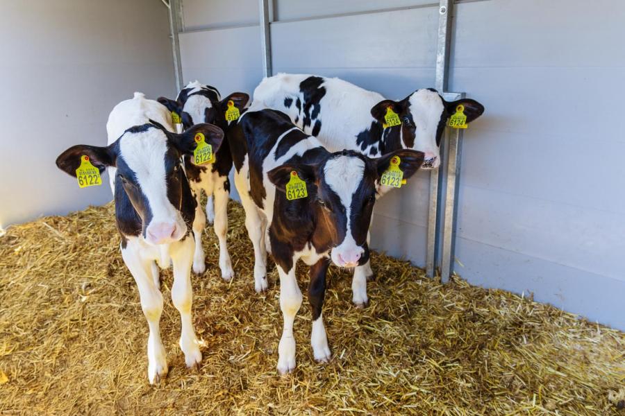 Alleen in de biestperiode hebben de kalveren eenlingboxen. Deze zijn door het weghalen van tussenschotten snel om te bouw naar duo- en groepshuisvesting