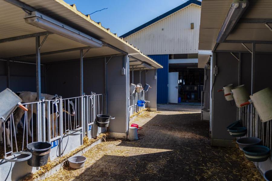 De eerste levensweek worden de kalveren gehuisvest in buitenhokken die door de medewerkers zelf zijn gemaakt