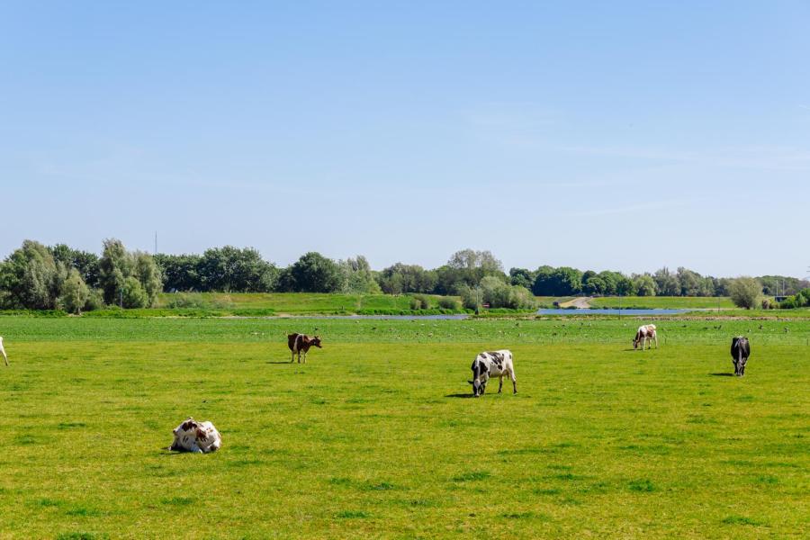 Uiterwaarde