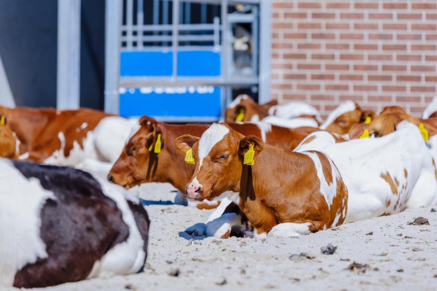 Na een week verhuizen de kalveren voor de vleesproductie naar de nieuwe stal. Hier staan ze binnen op stro en hebben ze een ruime buitenuitloop op zand
