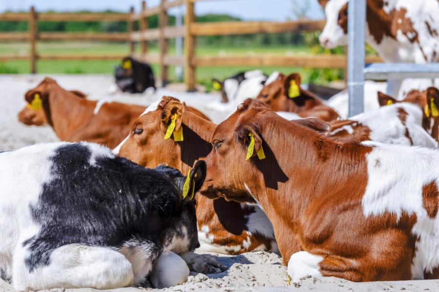 Omdat het zo'n schitterend plaatje is nog één foto van kalveren in de voorjaarszon