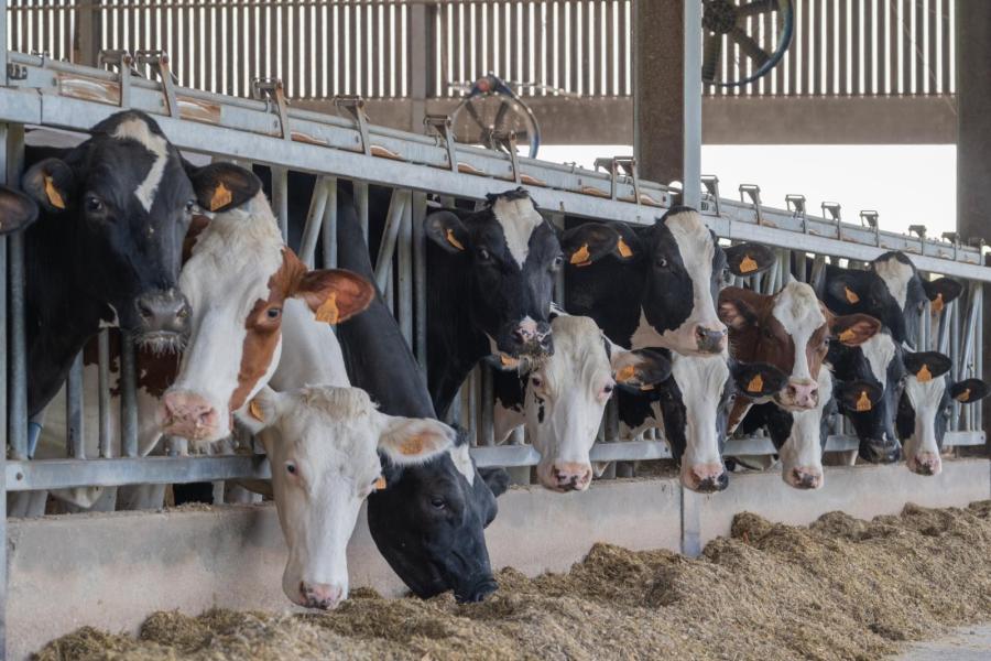 Ryckaert houdt 150 koeien in Dikkelvenne