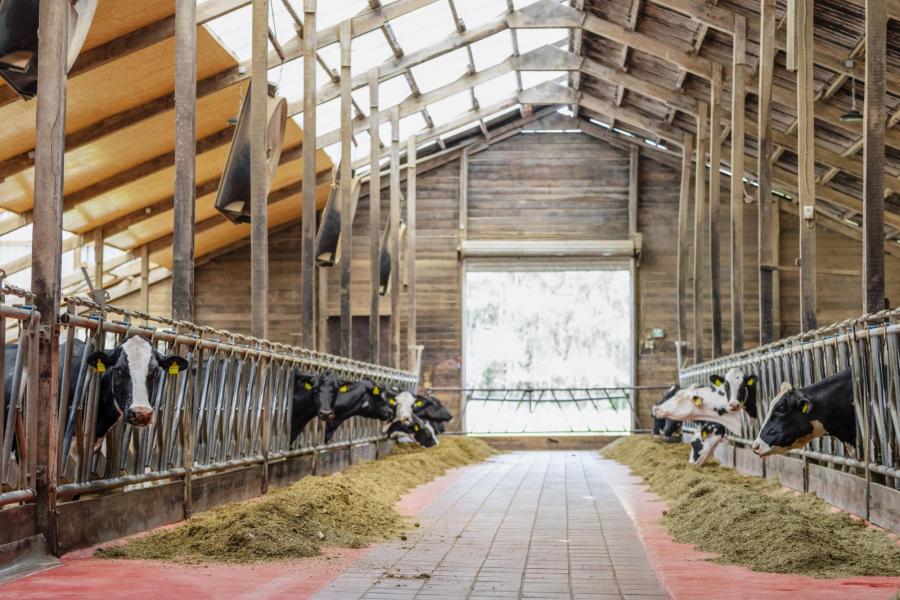 De ligboxenstal is al meer dan veertig jaar oud maar regelmatig gerenoveerd en perfect onderhouden