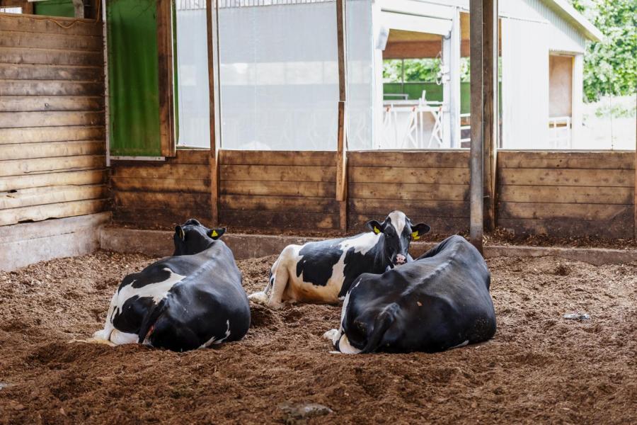 De droge koeien hebben al ruimte en comfort in een stal met compostbodem