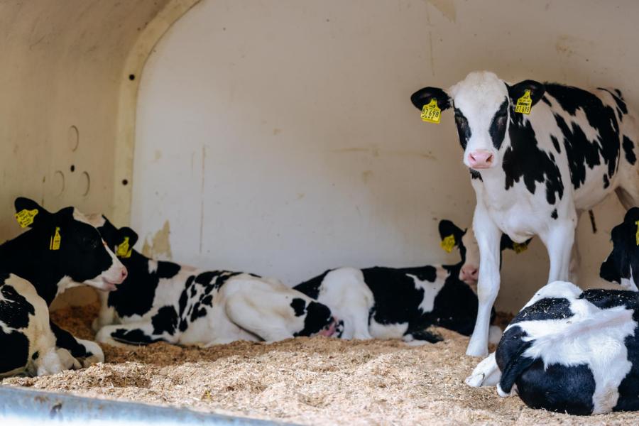 De kalveren worden gehouden in groepsiglo's die onder een dak staan