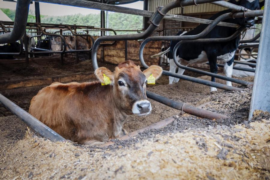 Tussen de holsteins lopen enkele jerseys, uiteraard ook met showexterieur