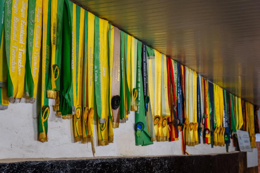 Kampioenslinten vormen een kleurrijke wandversiering in de voormalige grupstal