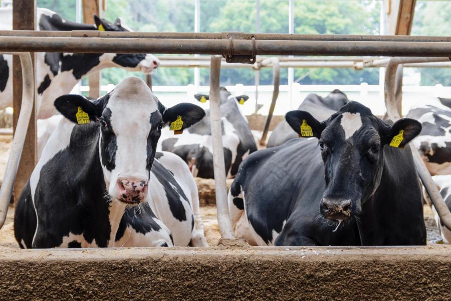 Ook thuis op de boerderij ontbreekt het de showkoeien aan niets