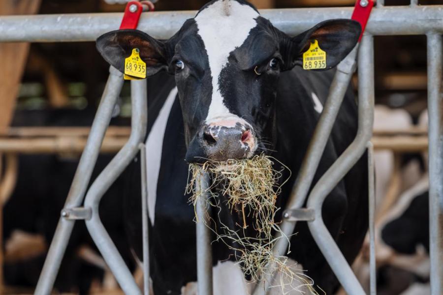 De showkoeien krijgen dagelijks een flinke portie hooi