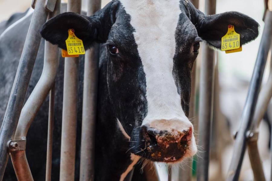 Op de Schau der Besten 2025 schitterde de 12-jarige Loh Lippi (v. Gold Chip, Ex 94, 152.000 kg melk levensproductie) in de levensproductieklasse samen met haar dochter Loh Lipa Dua (v. Cinderdoor, Ex 94, 88.000 kg levensproductie. Ze werden respectievelijk 3e op tal en rubriekswinnares