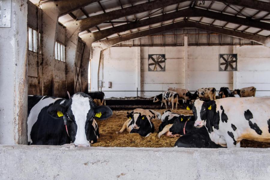 Een andere loods is verbouwd tot strostal voor de droge koeien