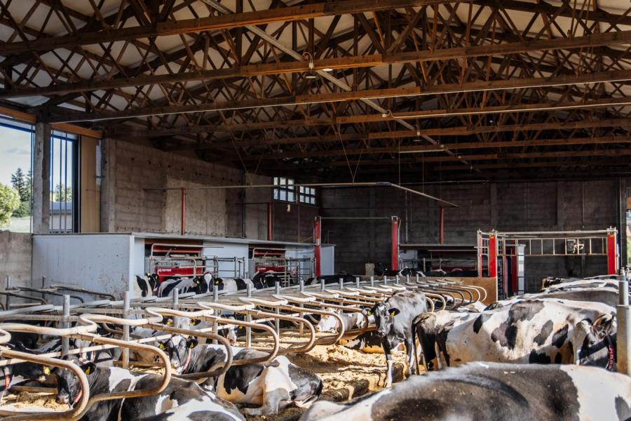 In een bestaande loods is een nieuwe stal voor melkkoeien gerealiseerd met 165 ligboxen en 3 melkrobots
