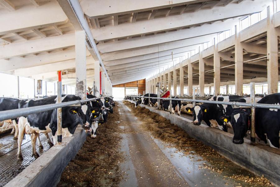 Zoals alle gebouwen is ook de 'nieuwe' ligboxenstal zeer degelijk gebouwd met veel gewapend beton