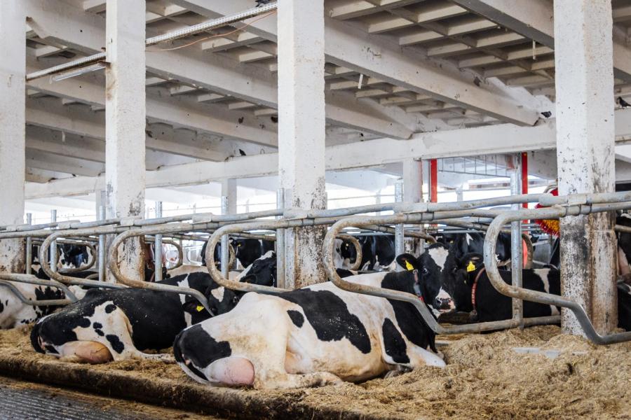 De afgelopen jaren zijn de stallen van binnen stapje voor stapje gerenoveerd en onder andere voorzien van ruime diepstrooiselboxen