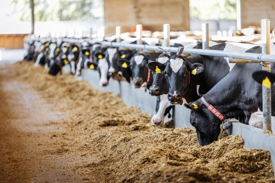 De veehouders laten gras en mais grof hakselen om de herkauwactiviteit te stimuleren en de koeien actief te houden
