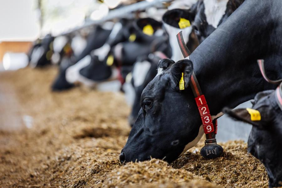 De koeien zijn voorzien van halssensoren die onder andere de herkauwactiviteit registreren