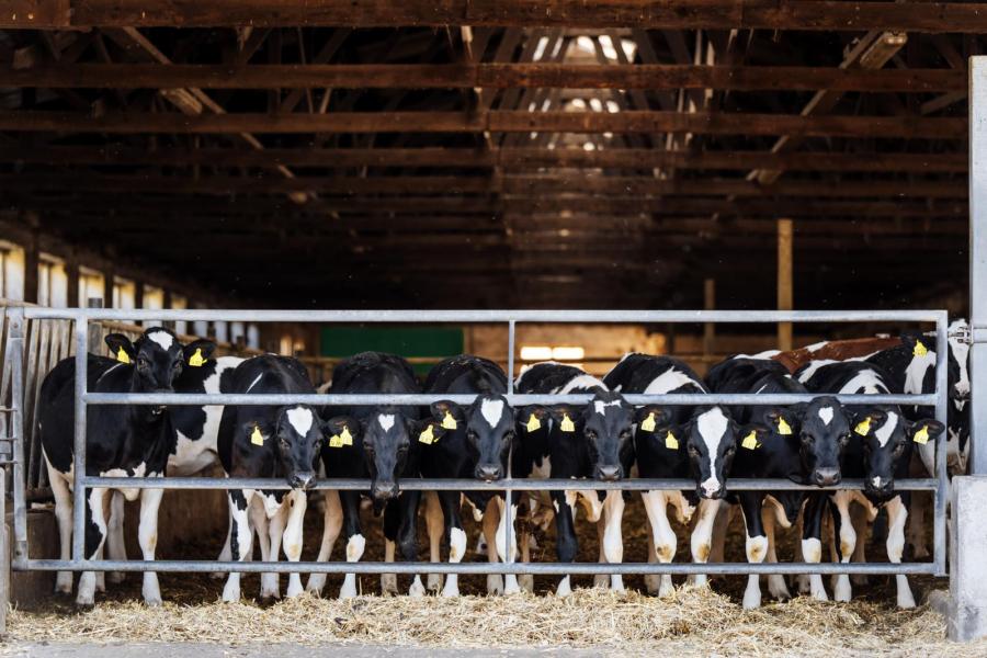 Rond de 90 procent van het jongvee heeft Aalshorst Rody als vader. Als de cijfers van een stier hem aanstaan zet Sven hem op grote schaal in
