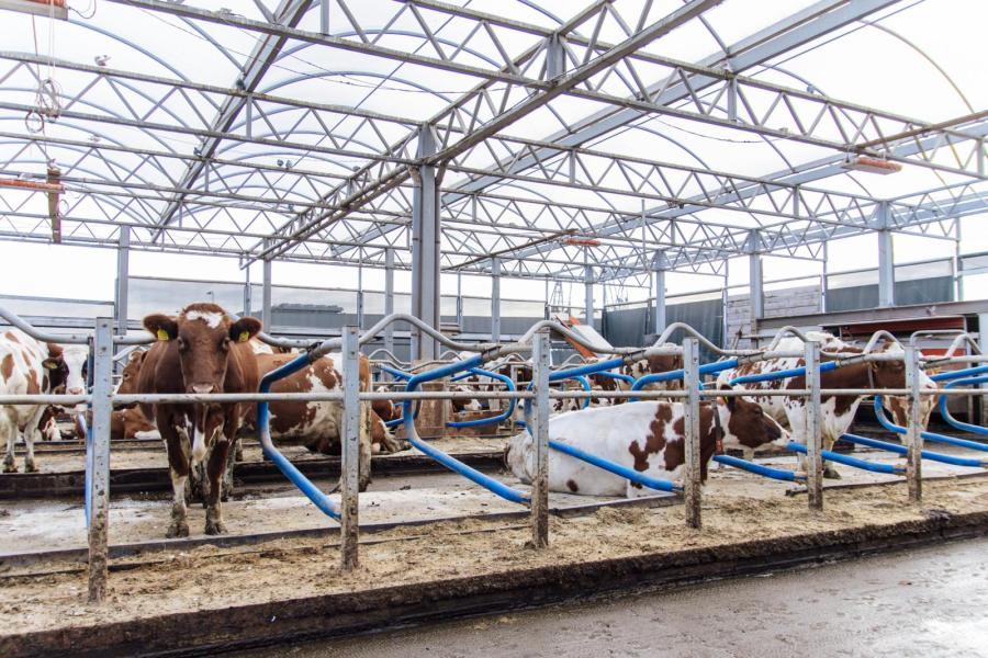 •	Bovenop liggen dertig mrij-koeien rustig te herkauwen. Ze worden gemolken door een Lely-melkrobot en een mestrobot zuigt de mest op, waarna die in een scheider valt.