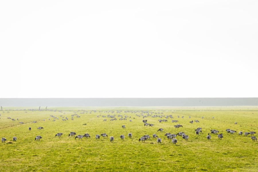 Bovendien richten de ganzen zoveel schade aan dat de veehouders jaarlijks twee sneden gras mislopen. Graskuil en krachtvoer moest worden aangevoerd en de drijfmest moest worden afgevoerd naar het vasteland in Morra. De balans was zoek