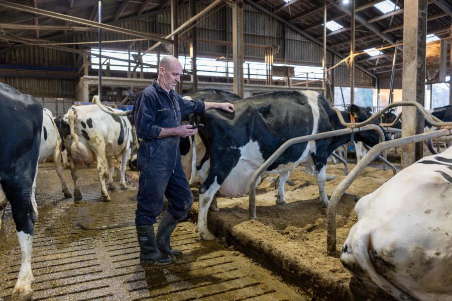 Het doel is dat koeien oud kunnen worden. Er lopen nu vier honderdtonners in de stal en de koe waar Luc bij staat is er een met ruim 132.000 kg melk op de teller. Zij, Rika 486 is nu 14 jaar en in haar tiende lactatie