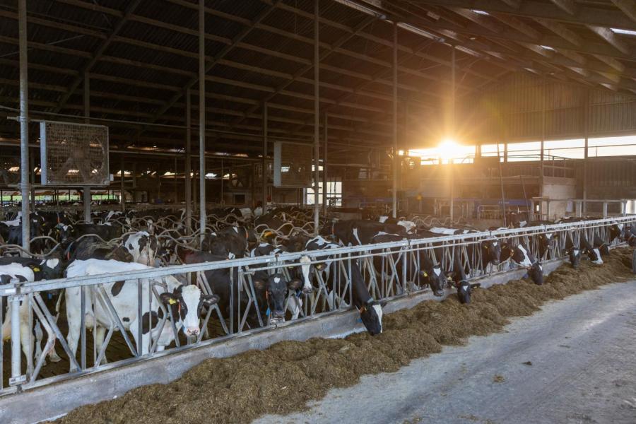 De koeien worden al tien jaar gemolken door twee melkrobots. In het kader van verbeterde levensduur is de oude melkput omgebouwd tot ruim strohok, voor close-up en afkalvende koeien.