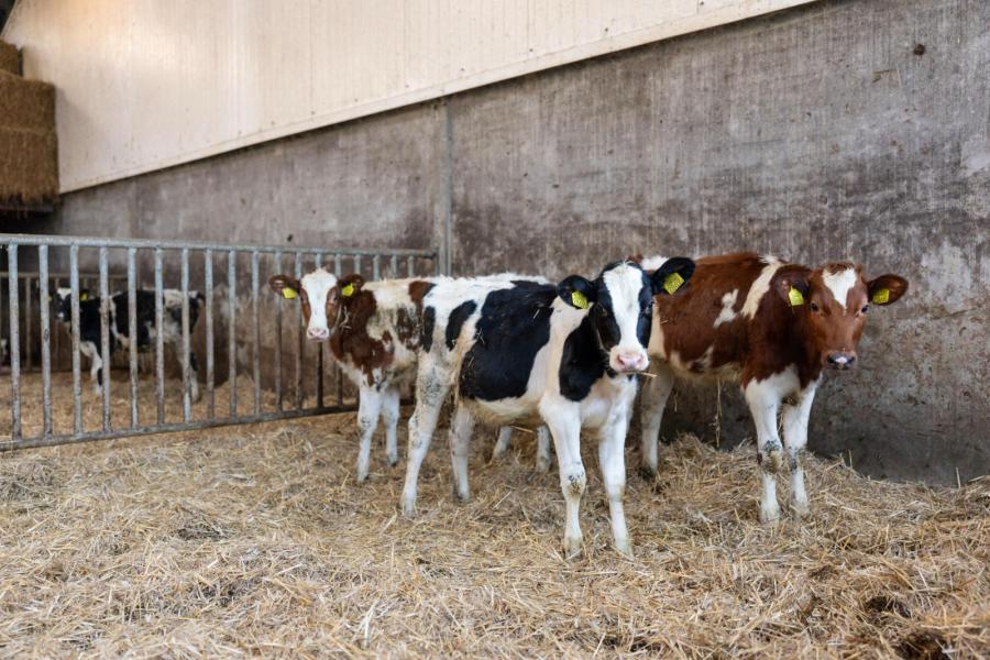 Het jongvee blijft minimaal vier maanden op stro, voordat het naar buiten of de ligboxen gaat