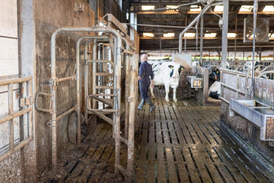 Wanneer de koeien gemolken zijn, mogen ze in het weideseizoen naar buiten. De familie Diepman haalt veel plezier uit weiden, maar door de beperkte huiskavel van 13 hectare is ook het weiden beperkt