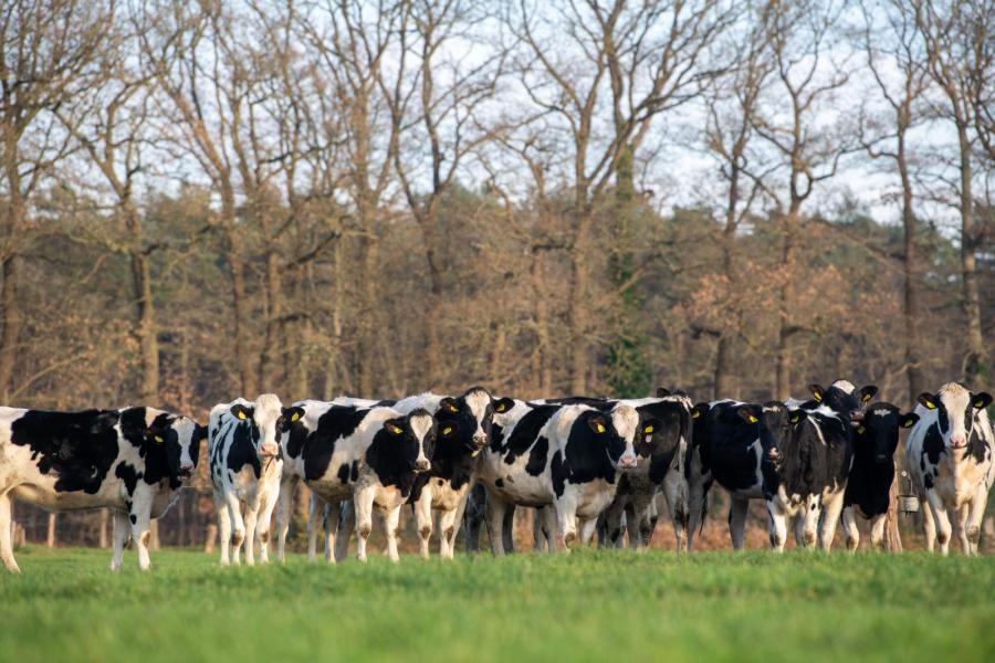Weidegang wordt de dieren van jongs af aan meegegeven. Zelfs begin december loopt er met dit zachte en groeizame najaar nog een groepje drachtige pinken buiten. Dat is ook voor de familie ongekend.