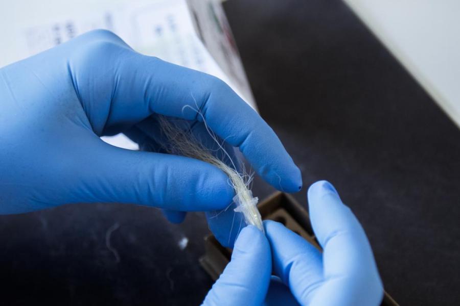 De zakjes met haarmonsters komen in het lab binnen. De laborant stopt het haar in een buisje en knipt het haar boven de haarwortels af