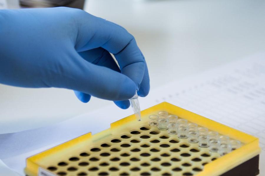 Ze plaatst het buisje hierna via een vaste volgorde in een microplaat met meerdere kleine holtes. Zo is duidelijk van welk kalf het DNA is