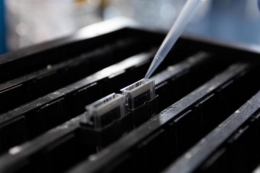 Daarna voegt de laborant fluorescerende kleurstoffen toe om te kunnen bepalen welk genotype (erfelijke eigenschappen) de merker heeft