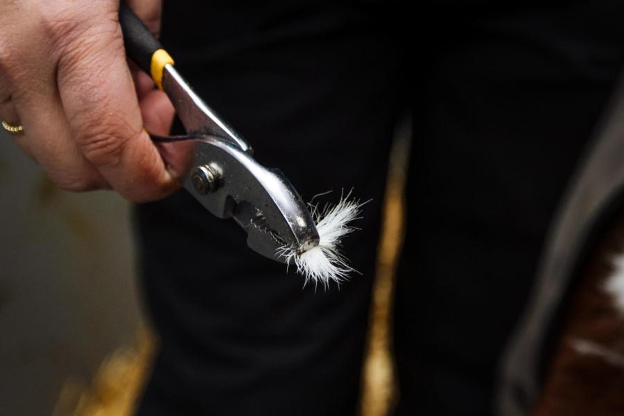 Belangrijk is dat de haren droog en schoon zijn en dat de haarwortels intact zijn, omdat daarin het meest gedetailleerde DNA zit