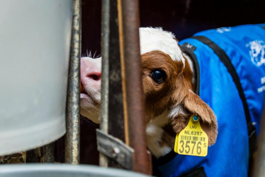 Elk kalf krijgt een kalverdekje en krijgt in de individuele boxen melk via een speenemmer